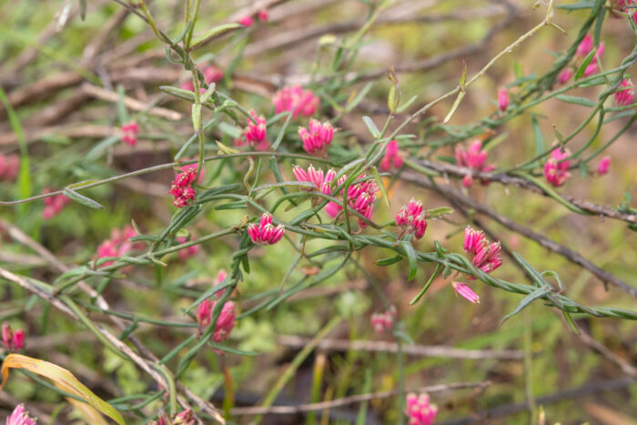 Rockcandy Minimouth (Microloma sagittatum)