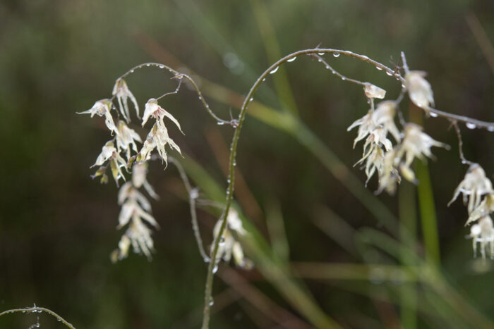 Fairybells (Melasphaerula graminea)