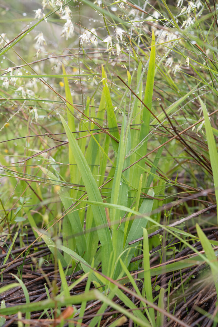 Fairybells (Melasphaerula graminea)