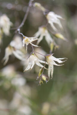 Fairybells (Melasphaerula graminea)