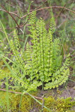 Cape plant (Cheilanthes)