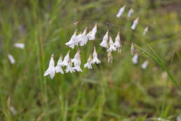 Cape plant (Ixia)