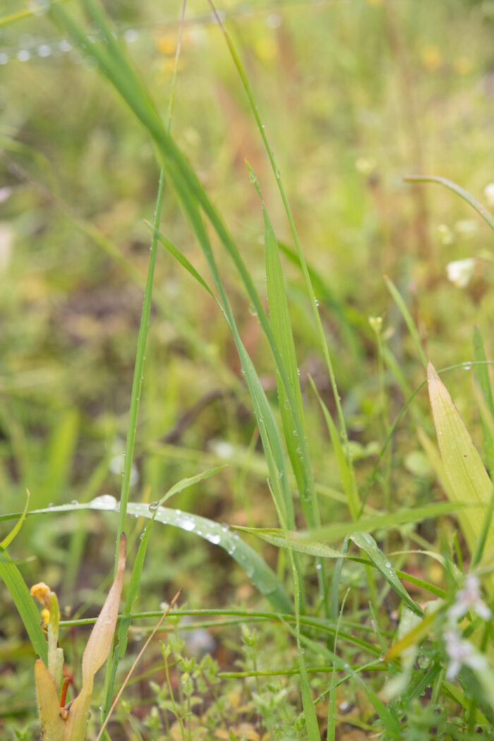 Cape plant (Ixia)