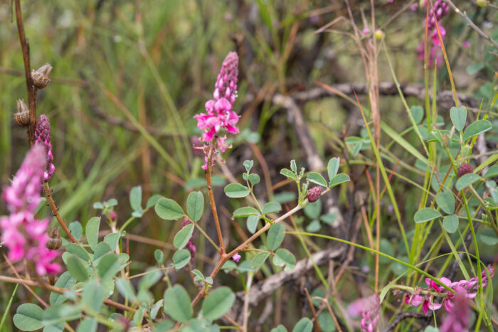 Cape plant (Indigofera)