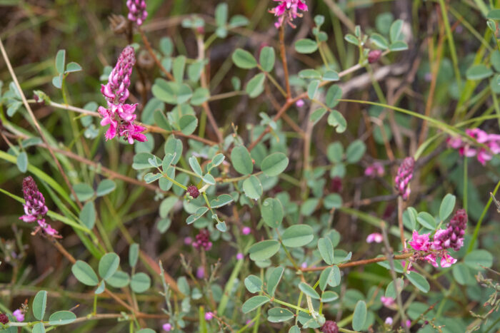 Cape plant (Indigofera)