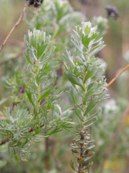 Cape plant (Athanasia)