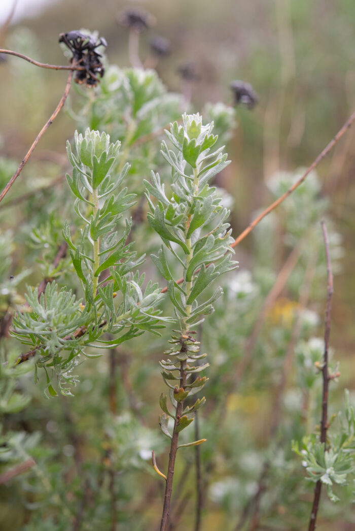 Cape plant (Athanasia)