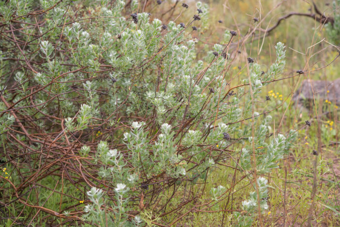 Cape plant (Athanasia)