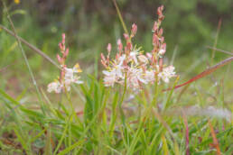 Cape plant (Chlorophytum)