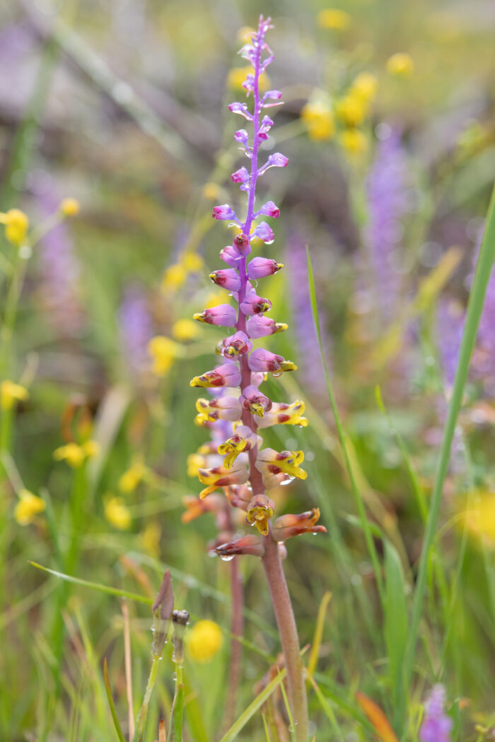 Pied Viooltjie (Lachenalia mutabilis)