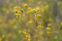 Cape plant (Senecioninae)