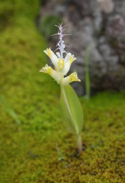 Bristleleaf Viooltjie (Lachenalia trichophylla)