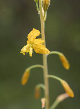 Cape plant (Bulbine)