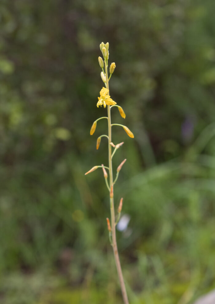 Cape plant (Bulbine)