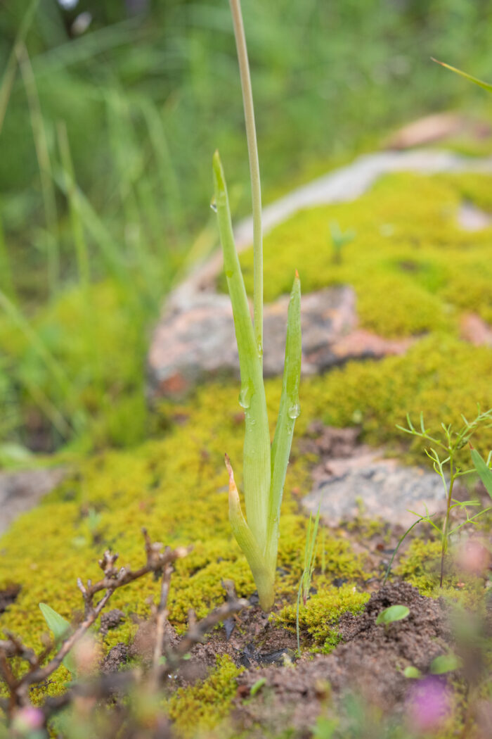 Cape plant (Bulbine)