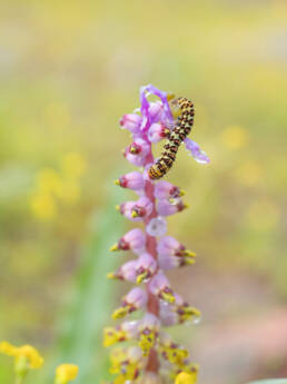 Cherry Spot (Diaphone eumela)