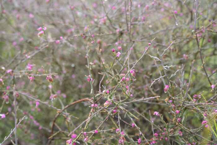 Tortoise Berry (Muraltia spinosa)