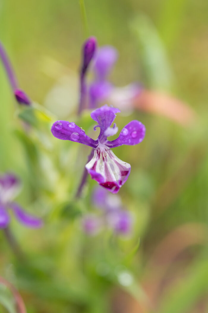 Purple Corn-Lily (Lapeirousia jacquinii)