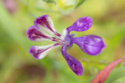 Purple Corn-Lily (Lapeirousia jacquinii)