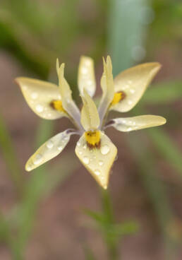 Moraea ciliata lutescens