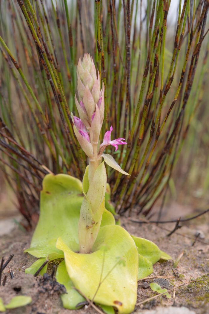 Small Pink Satyre (Satyrium erectum)