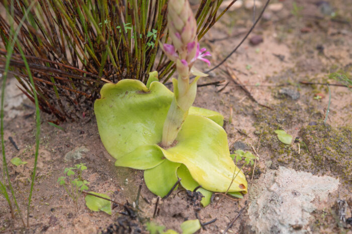 Small Pink Satyre (Satyrium erectum)