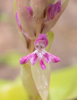 Small Pink Satyre (Satyrium erectum)