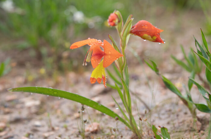 King Kalkoentjie (Gladiolus alatus)