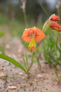 King Kalkoentjie (Gladiolus alatus)