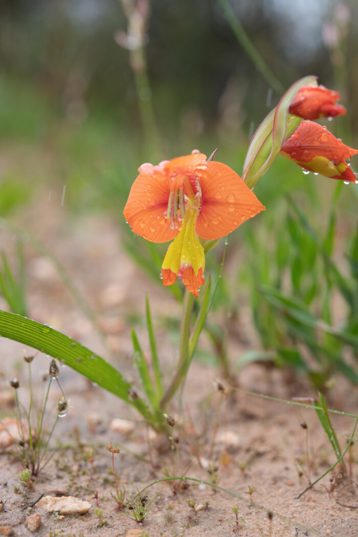 King Kalkoentjie (Gladiolus alatus)