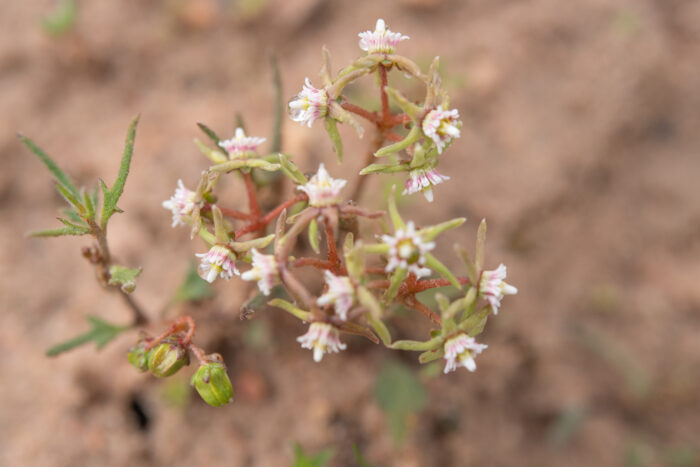 Dwarf Milkroof (Eustegia minuta)