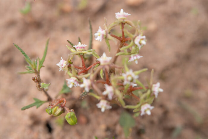 Dwarf Milkroof (Eustegia minuta)