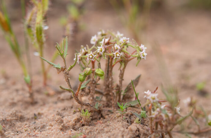 Dwarf Milkroof (Eustegia minuta)