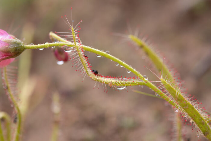 Poppy-flowered Sundew (Drosera cistiflora)