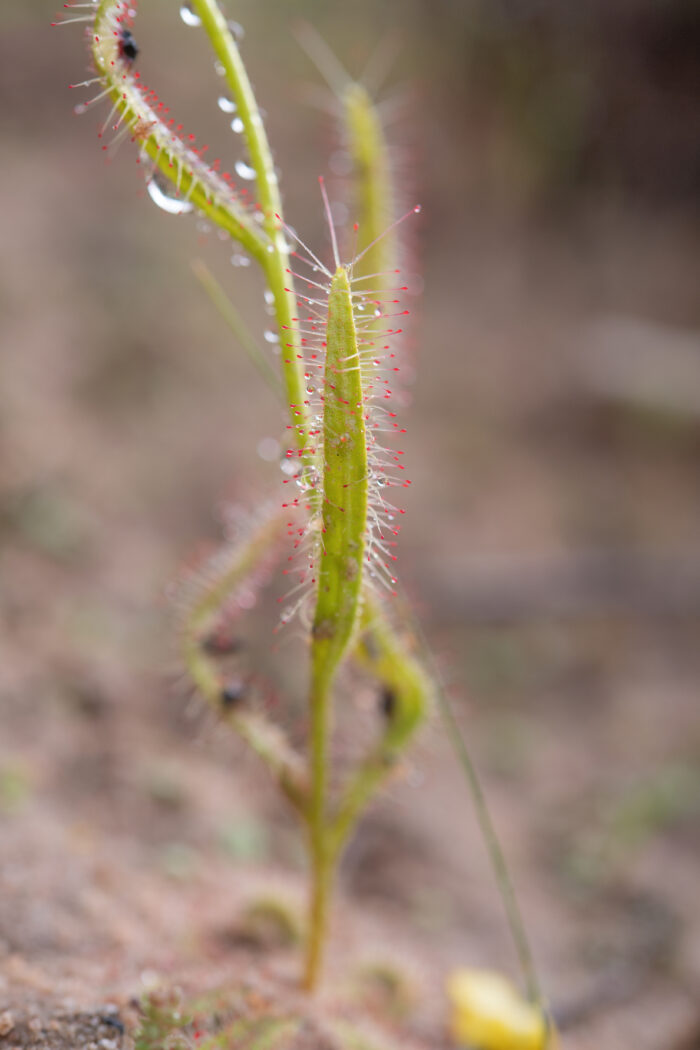 Poppy-flowered Sundew (Drosera cistiflora)