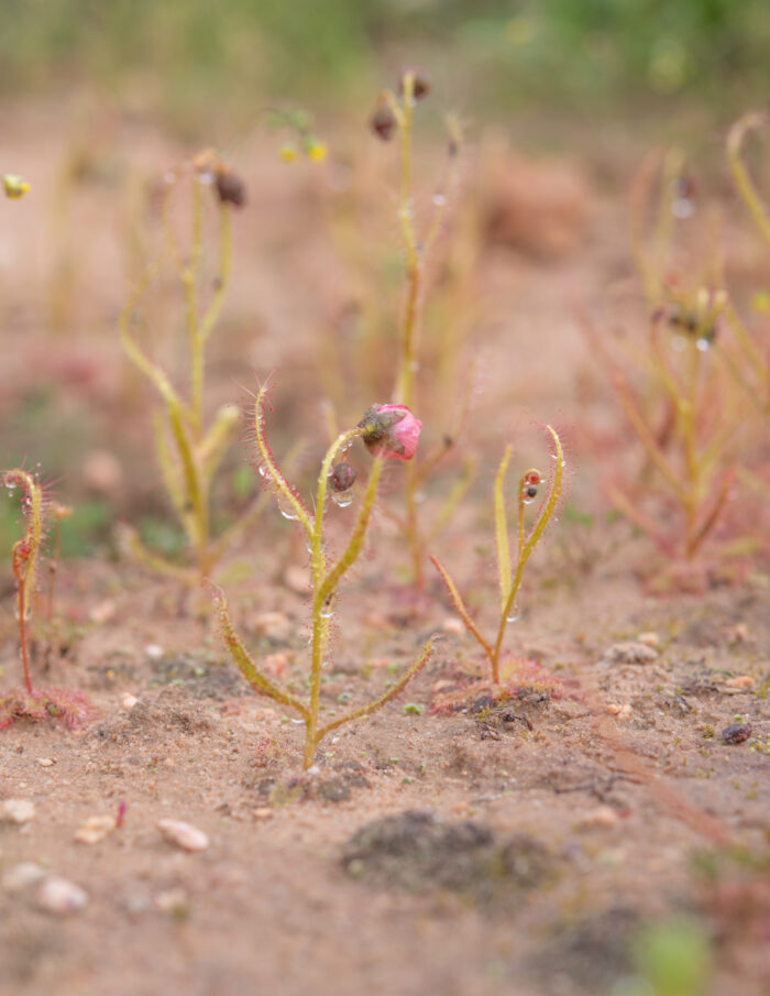 Poppy-flowered Sundew (Drosera cistiflora)