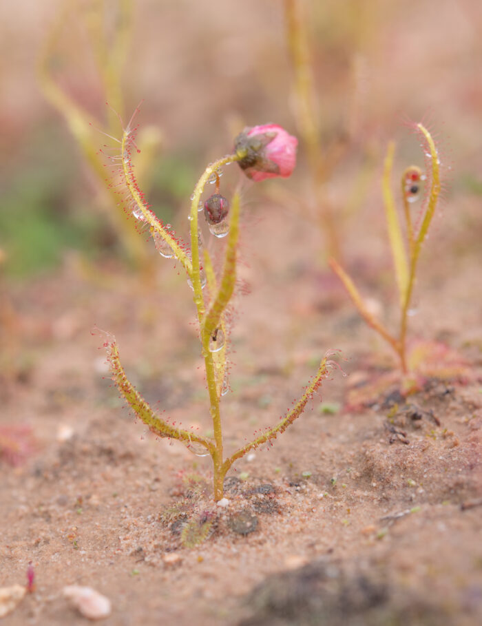 Poppy-flowered Sundew (Drosera cistiflora)