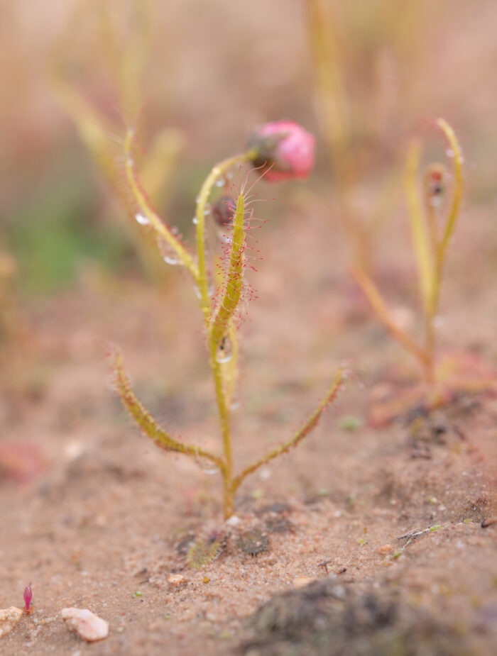 Poppy-flowered Sundew (Drosera cistiflora)