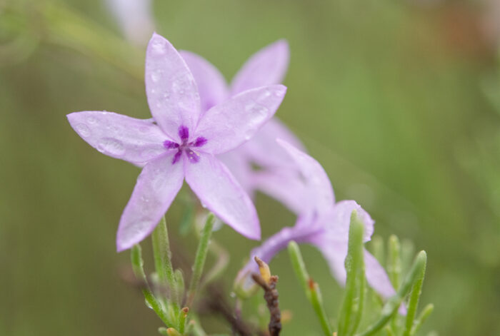 Sand Baroe (Cyphia zeyheriana)