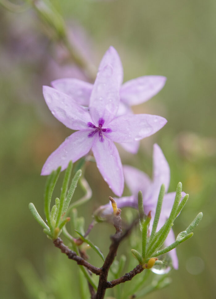 Sand Baroe (Cyphia zeyheriana)