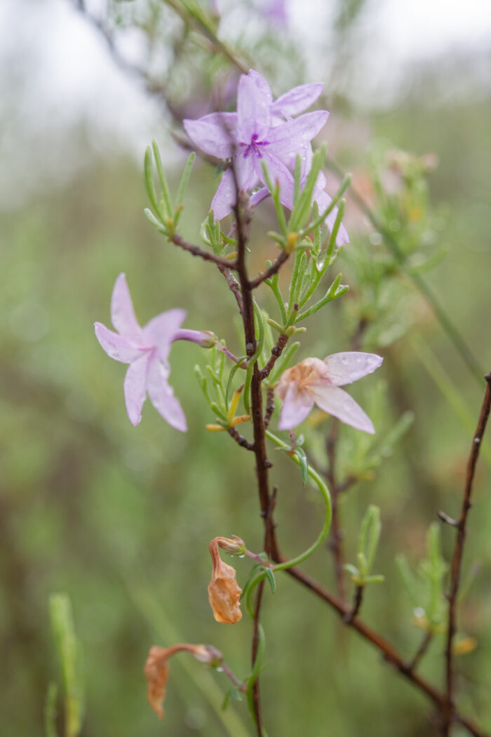 Sand Baroe (Cyphia zeyheriana)