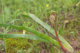 Cape plant (Trachyandra)