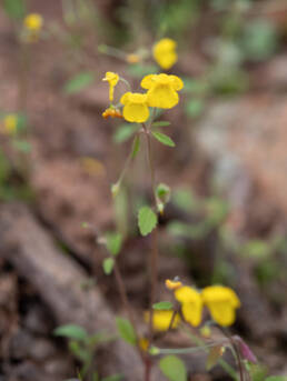 Cape plant (Hemimeris)