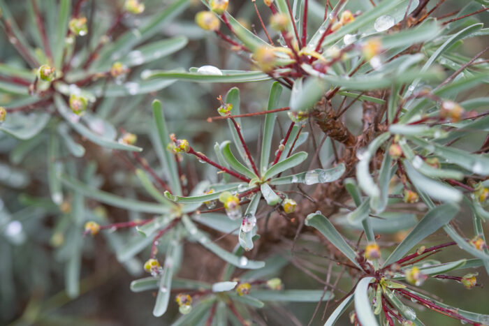 Hedgehog Milkbush (Euphorbia loricata)