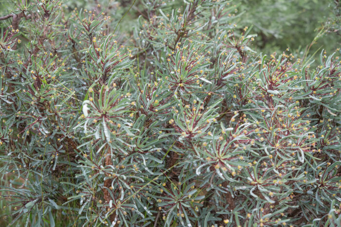 Hedgehog Milkbush (Euphorbia loricata)