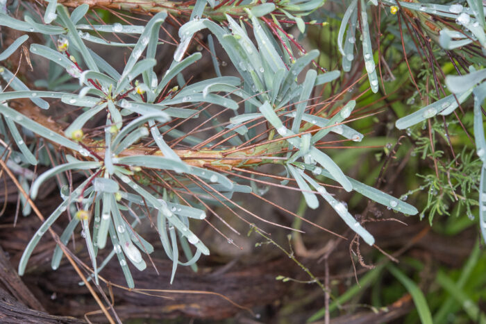 Hedgehog Milkbush (Euphorbia loricata)