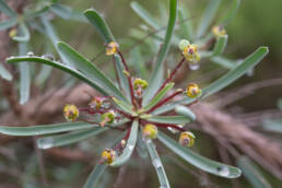 Hedgehog Milkbush (Euphorbia loricata)