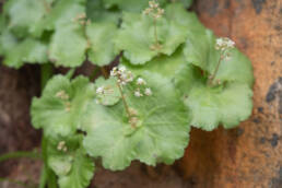 Fairybell Stonecrop (Crassula umbella)