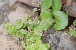 Fairybell Stonecrop (Crassula umbella)