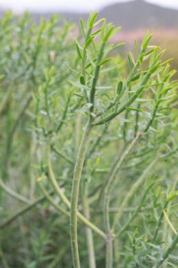 Yellow Milkbush (Euphorbia mauritanica)